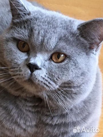 Вязка за котенка. Ждём