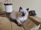 Невские маскарадные котята объявление продам