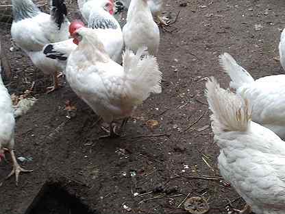 птицефабрика татарская каргала оренбург. курица. куры оренбург. брама кохинхин. ломан браун яйценоскость.
