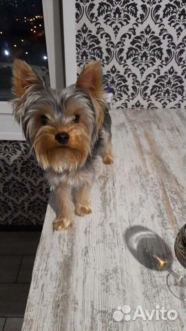 Йоркширский терьер вязка