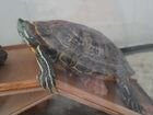 Красноухая черепаха, болотная черепаха объявление продам