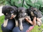 Щенки немецкой овчарки - осталось 3 щенка объявление продам