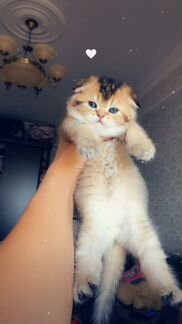 Котятки мишутки шотландцы