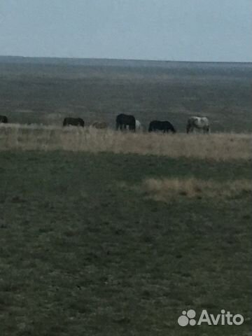 Авито элиста металл. Щенки элиста бесплатно. Купля продажа животных в калмыкии. Овцеводство в калмыкии. Объявления собак элиста.