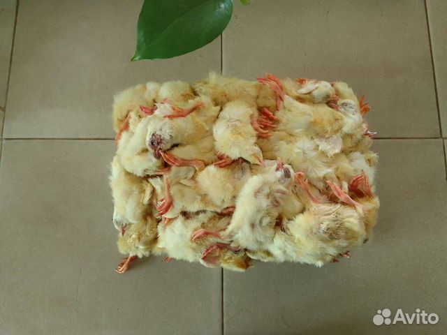 Замороженные цыплята 5кг брикеты