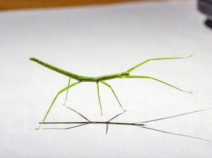 Большой палочник, аннамский палочник с доставкой