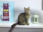 Породистый котёнок-экзот (девочка) объявление продам