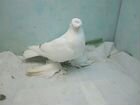 Продажа узбекских голубей объявление продам