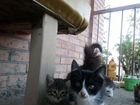 Кошка и котята в дар объявление продам