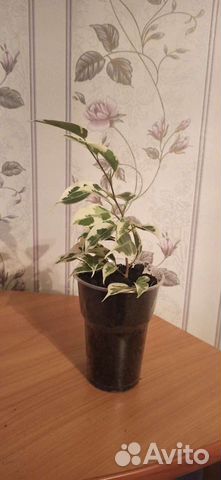 Долларовое дерево