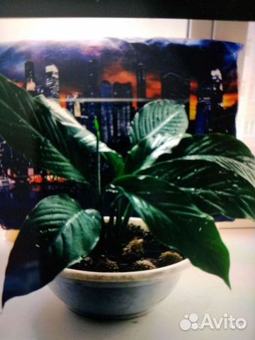 Спатифиллум