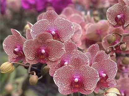 Купить орхидею сезам аквариум с цветами купить