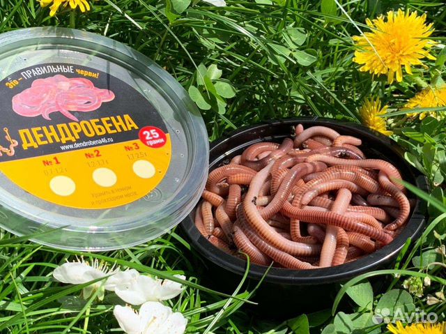 Червь дендробена-выползок