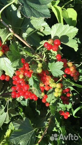 Ромашка смородина