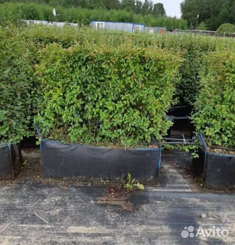 Кизильник блестящий