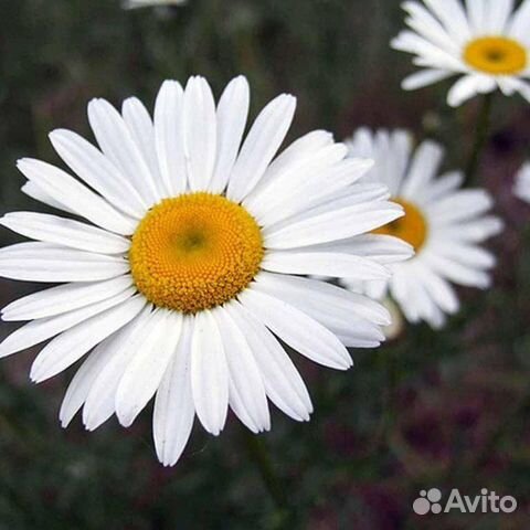 Лилии пионы первоцветы Срез и корни