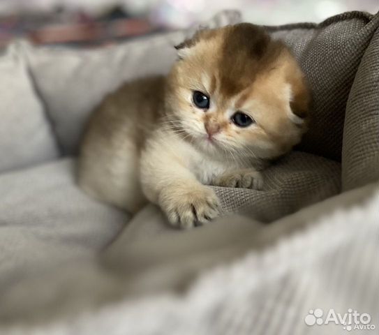 Шотландский фолд драгоценного окраса