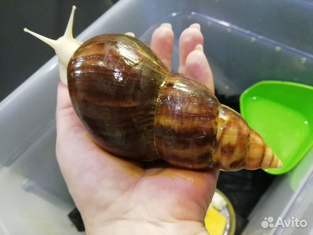 Улитки Ахатина Фулика альбино боди купить в Домодедово | Животные и ...