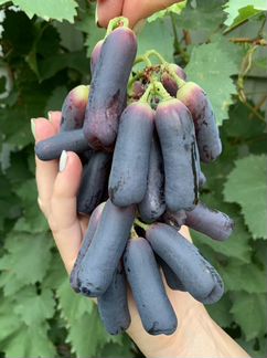 Саженцы и черенки Кишмиш Аватар