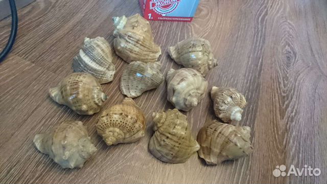 Ракушки покрытые лаком