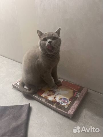 Домашняя передержка животных