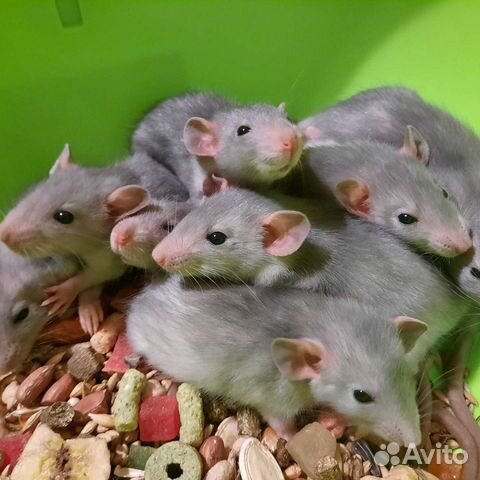 Крысята. Крыса. Крысы Дамбо. Питомник