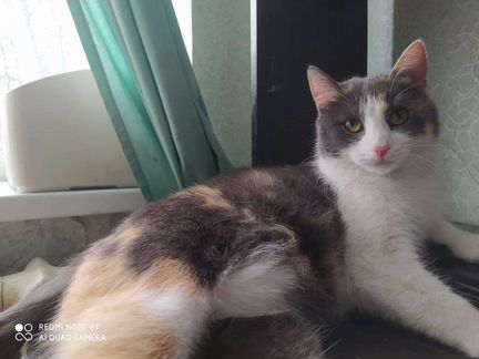 Трехцветная счастливая кошечка