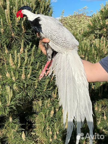 Фазаны,петухи