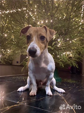 Вязка/случка кобель джек рассел