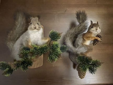 Чучела животных