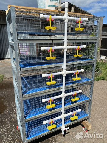 Клетка, брудер для перепелов