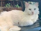 Турецкая ангора белая пушистая ласковая кошка