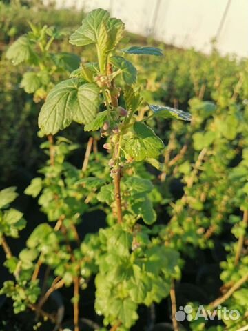 Саженцы смородины