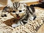 Шотландские вислоухие котята объявление продам