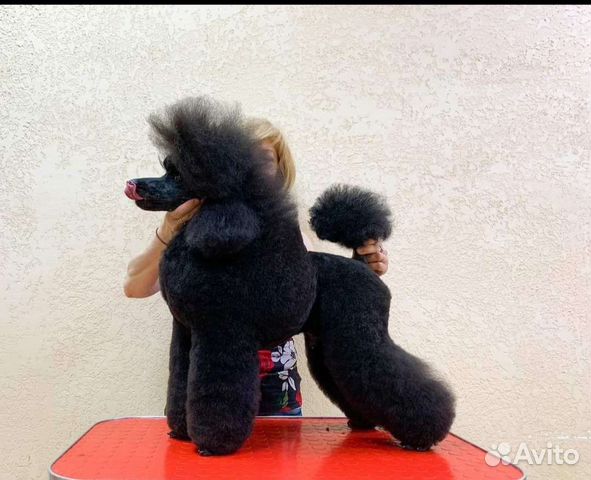 Вязка пудель