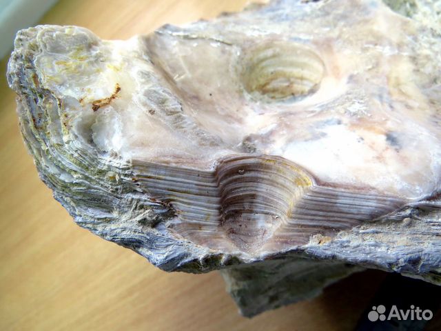 Раковины. Артефакт доисторического моллюска