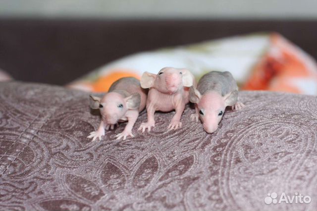 Крысята сфинксы из домашнего питомника