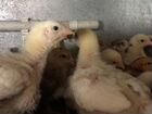 Цыплята несушки подрощенные объявление продам