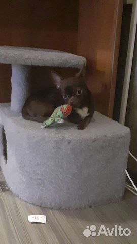 Чихуахуа кабель вязка