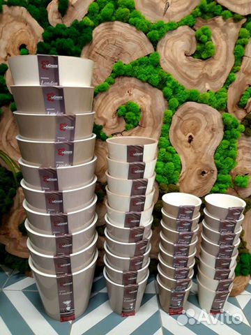 Фикус Лирата Бамбино