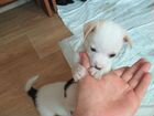 Маленькая собака в добрые руки объявление продам