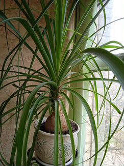 Бокарнея Нолина