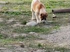 Собаки продаю Кавказские бойцовые по 4-6 месяцев объявление продам