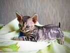 Девонрекс котенок мраморный объявление продам
