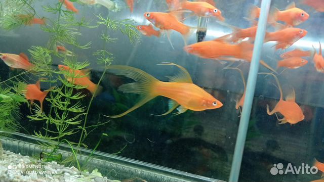Рыбки меченосцы, сомики, растения продажа и обмен