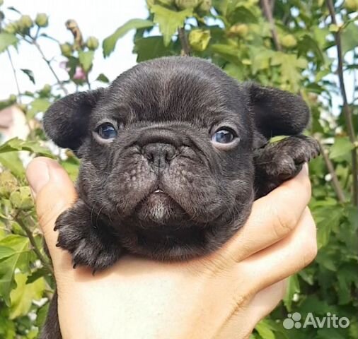 Французский бульдог шоколадный окрас фото