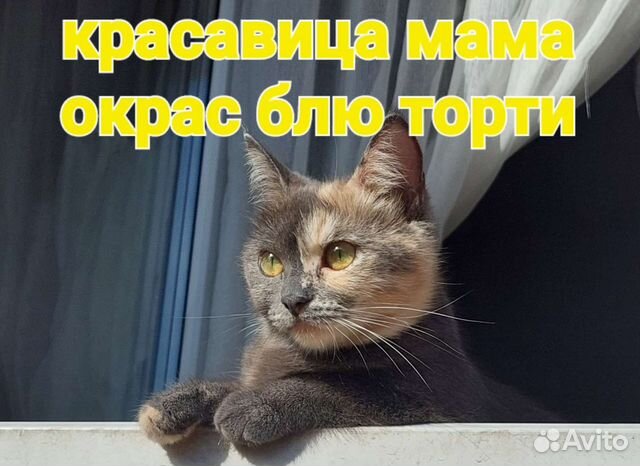 Малышка в дар