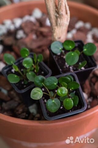 Пилея пеперомиевидная, пеперомия рэйндроп