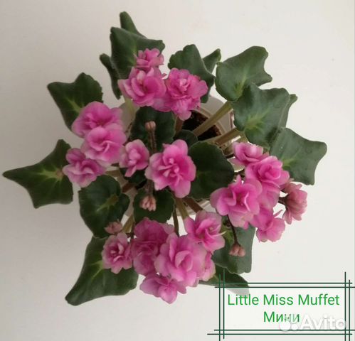 Сортовые фиалки мини