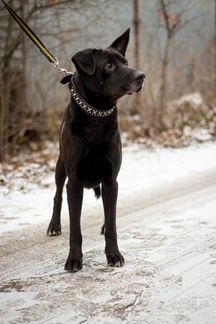 Отличный пес Метис питбуля Остался без хозяев